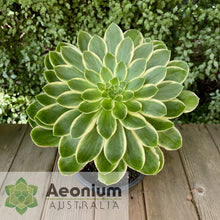 Load image into Gallery viewer, Aeonium &#39;Green Rose&#39;
