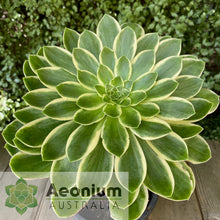 Load image into Gallery viewer, Aeonium &#39;Green Rose&#39;
