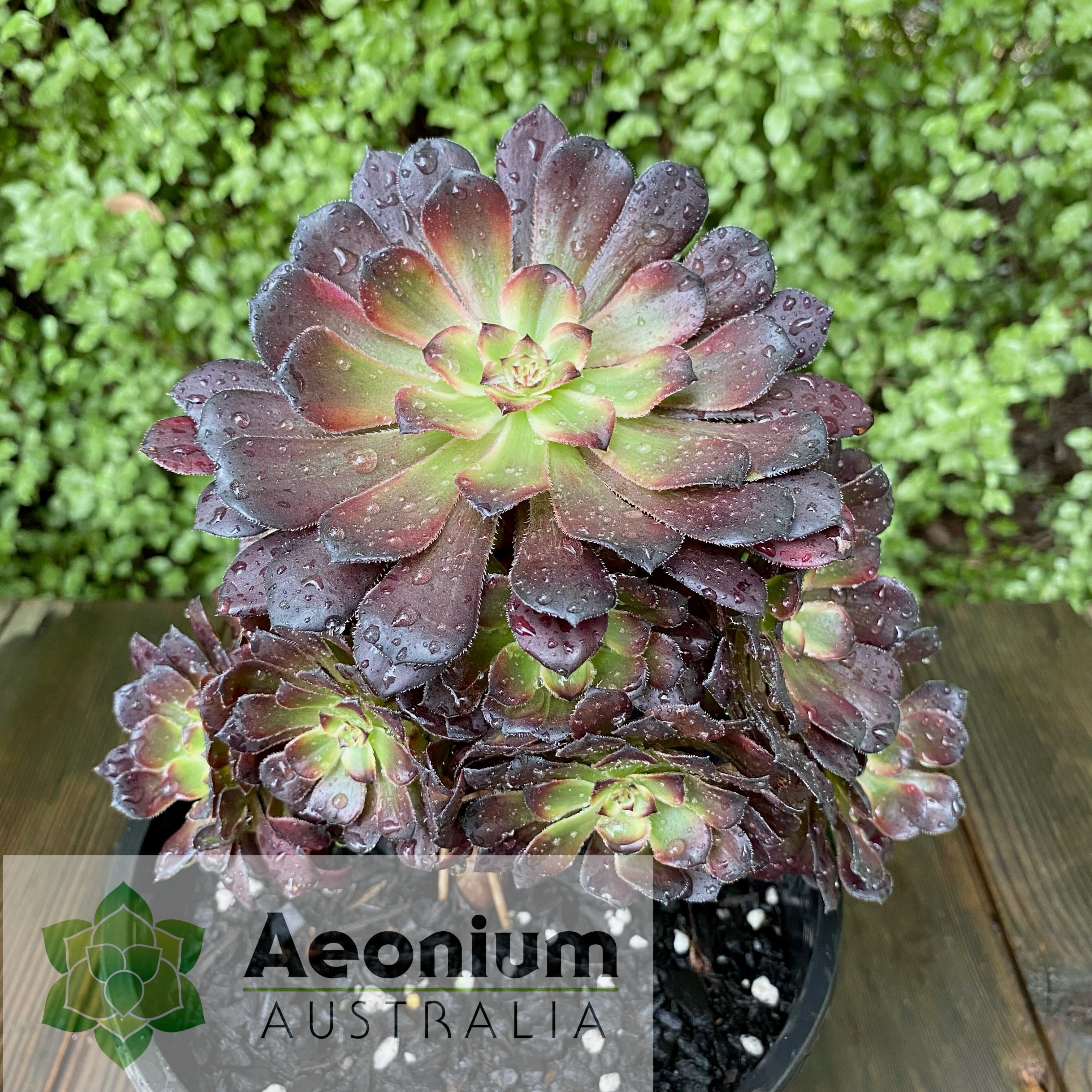 Aeonium 'Red King Kong' – Aeonium Australia