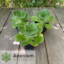 Load image into Gallery viewer, Aeonium canariense var. canariense
