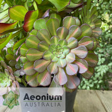 Load image into Gallery viewer, Aeonium &#39;Nebula&#39;
