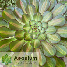 Load image into Gallery viewer, Aeonium &#39;Nebula&#39;
