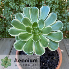 Load image into Gallery viewer, Aeonium &#39;Green Rose&#39;
