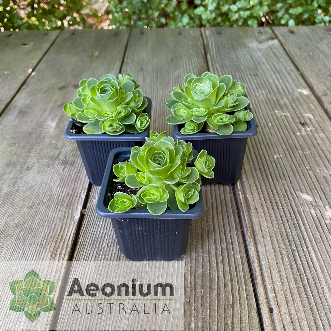 Aeonium dodrantale