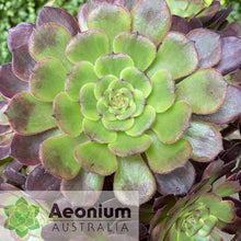 Load image into Gallery viewer, Aeonium &#39;Black King Kong&#39;
