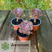 Load image into Gallery viewer, Aeonium arboreum &#39;Madara&#39;
