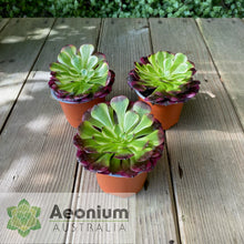 Load image into Gallery viewer, Aeonium &#39;Meiji&#39;
