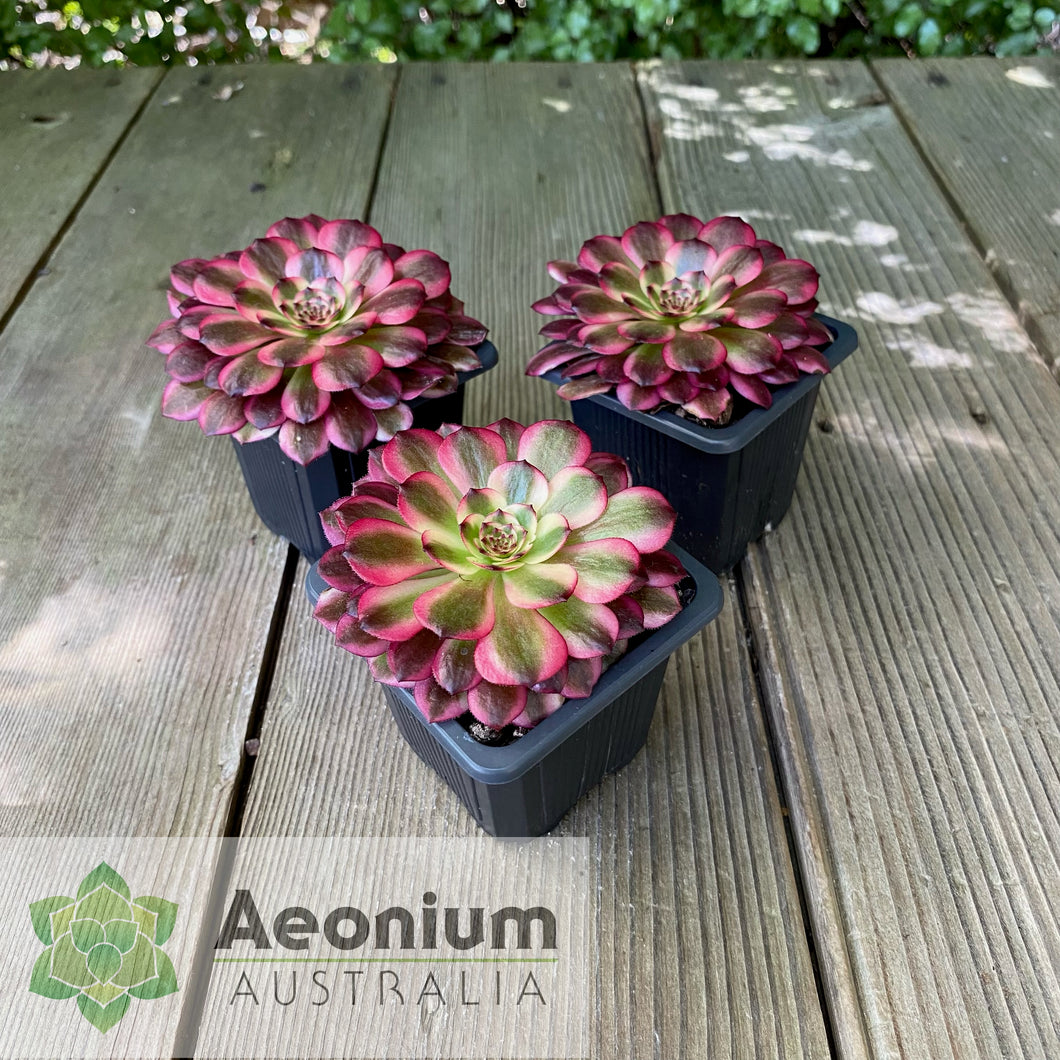 Aeonium 'Meiji'