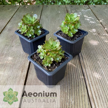 Load image into Gallery viewer, Aeonium &#39;Infinity&#39;
