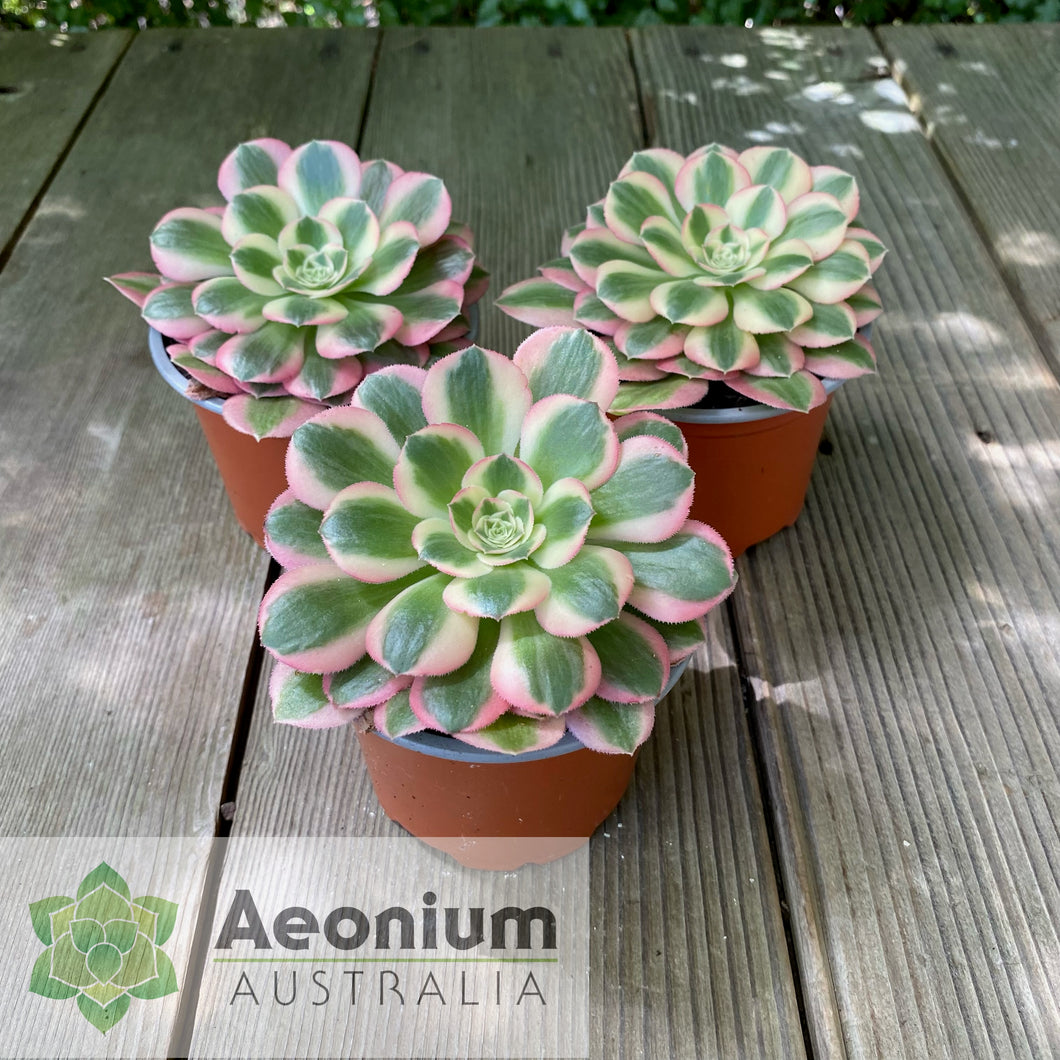 Aeonium 'Pink Witch'