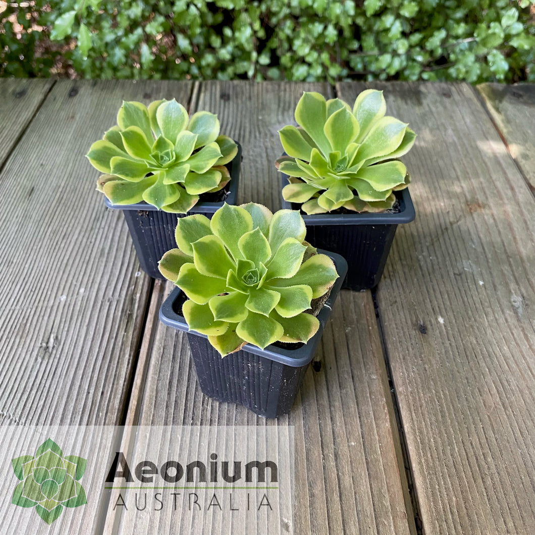 Aeonium 'Green Lemon'