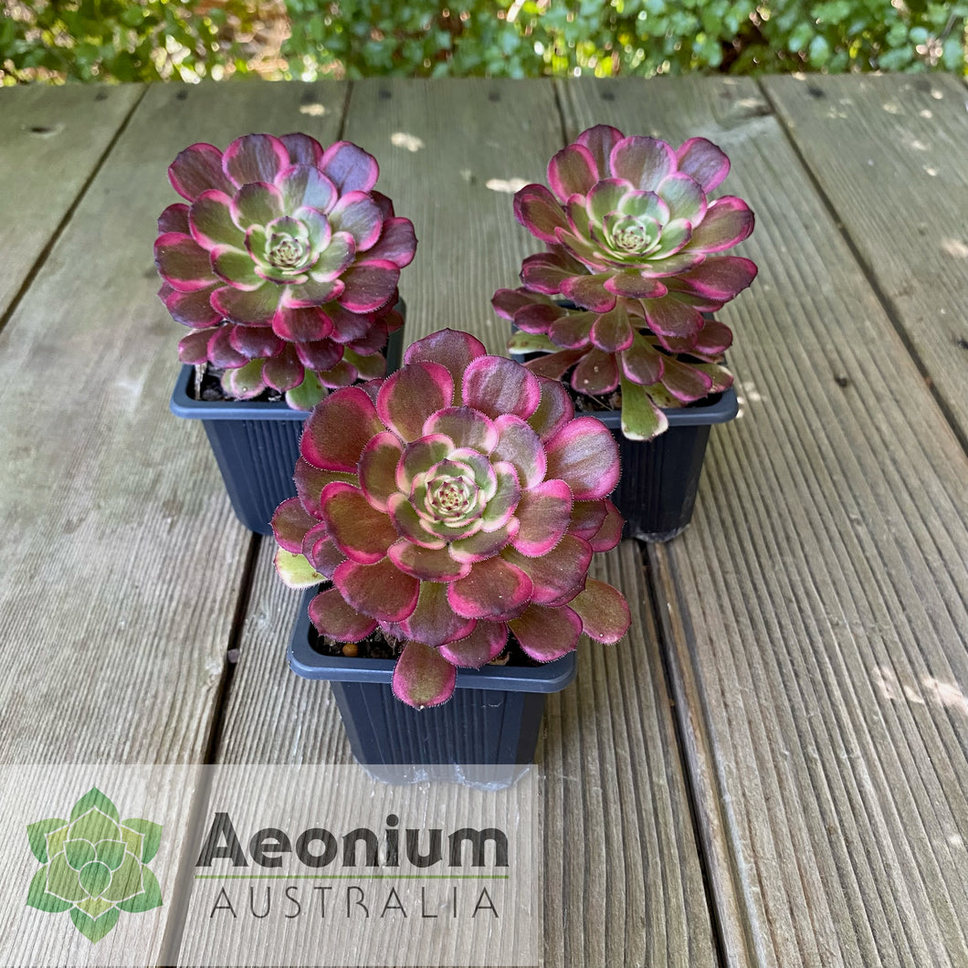 Aeonium 'Black King Kong'