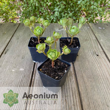 Load image into Gallery viewer, Aeonium &#39;Little Luna&#39;
