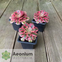 Load image into Gallery viewer, Aeonium &#39;Pink Witch&#39;
