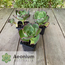 Load image into Gallery viewer, Aeonium &#39;Marnier Lapostolle’
