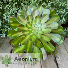 Load image into Gallery viewer, Aeonium &#39;Nebula&#39;
