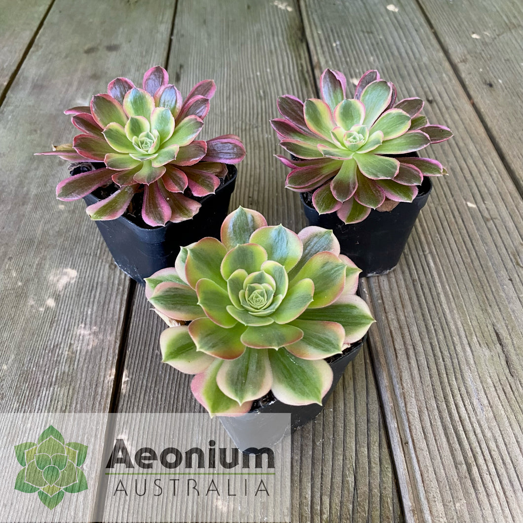 Aeonium 'Athena'