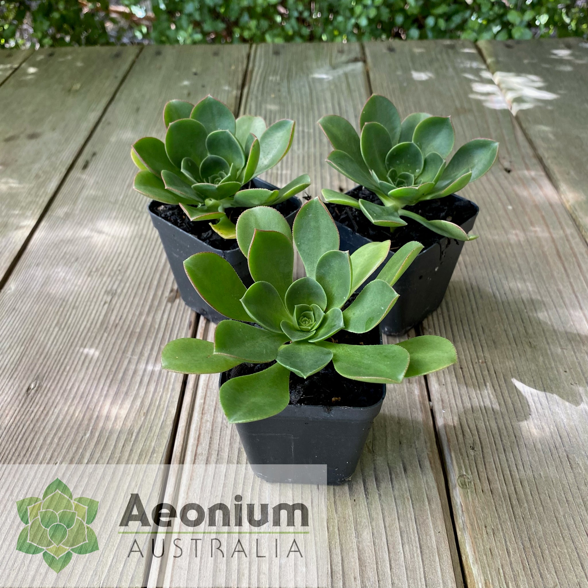 Aeonium hotsell Clumping Lg Succulent Plant