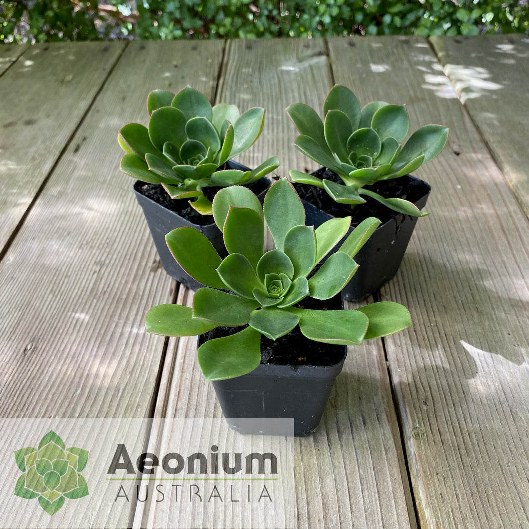 Aeonium ciliatum