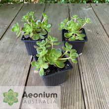 Load image into Gallery viewer, Aeonium saundersii
