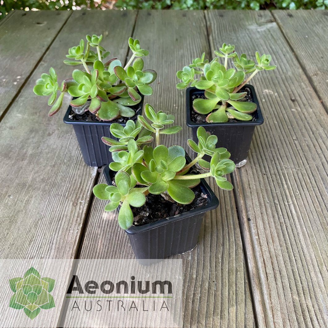 Aeonium saundersii