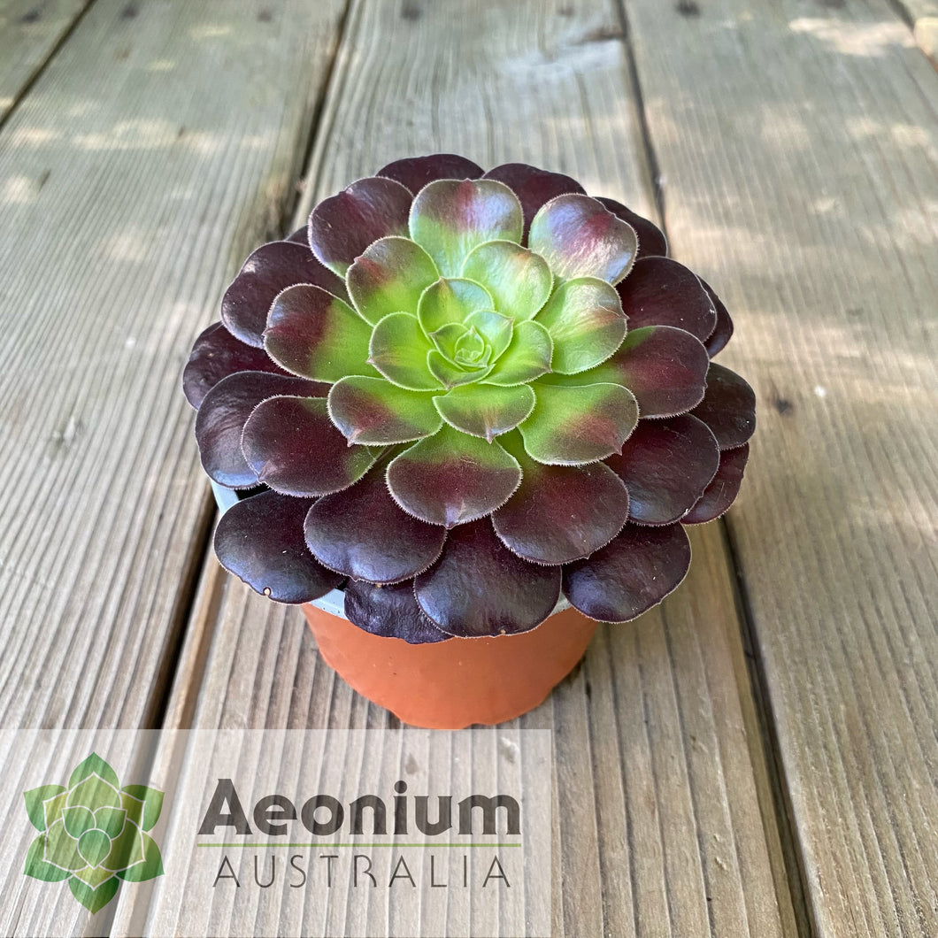 Aeonium 'Kilimanjaro'