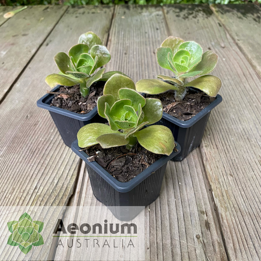 Aeonium smithii