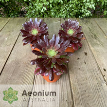 Load image into Gallery viewer, Aeonium &#39;Eden&#39;
