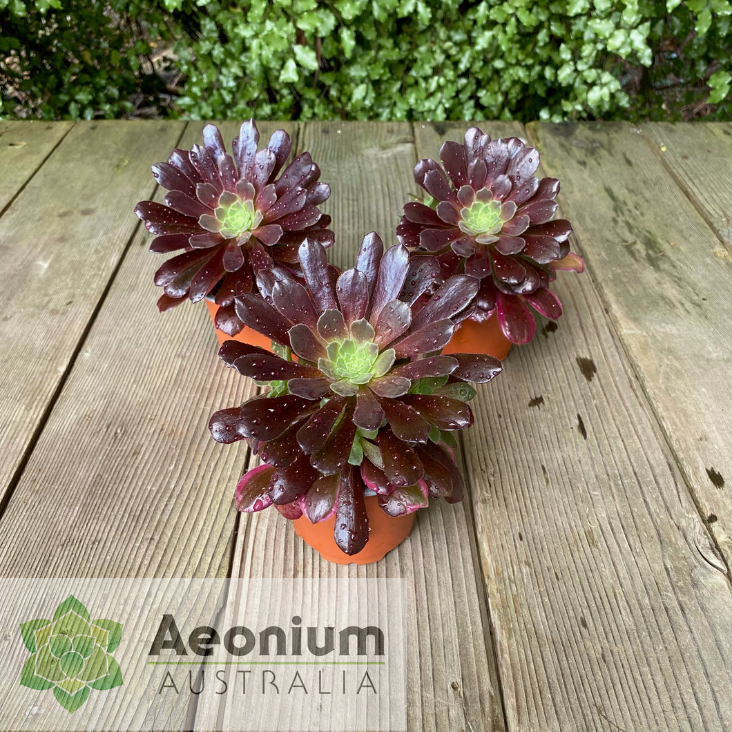 Aeonium 'Eden'