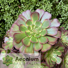 Load image into Gallery viewer, Aeonium &#39;Black King Kong&#39;
