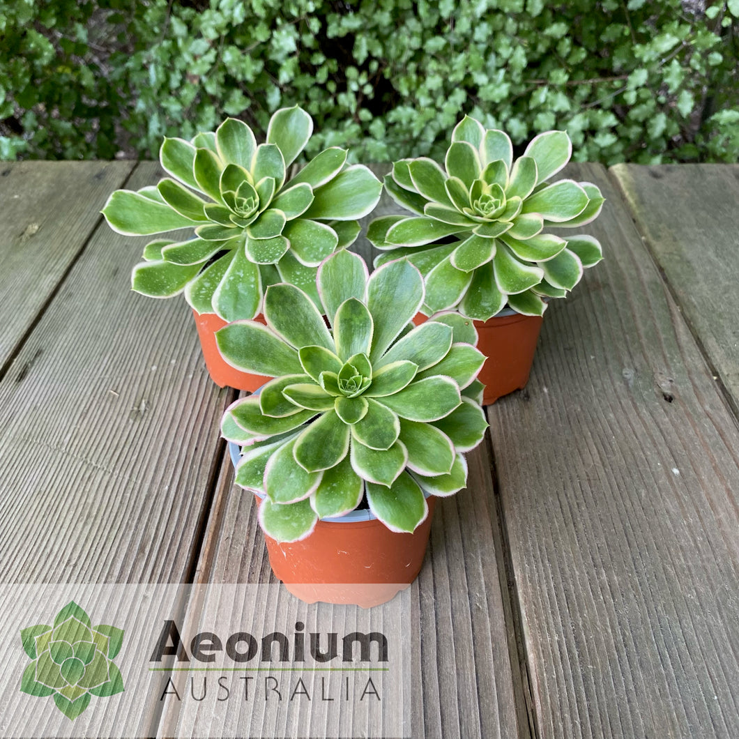 Aeonium 'Green Rose'