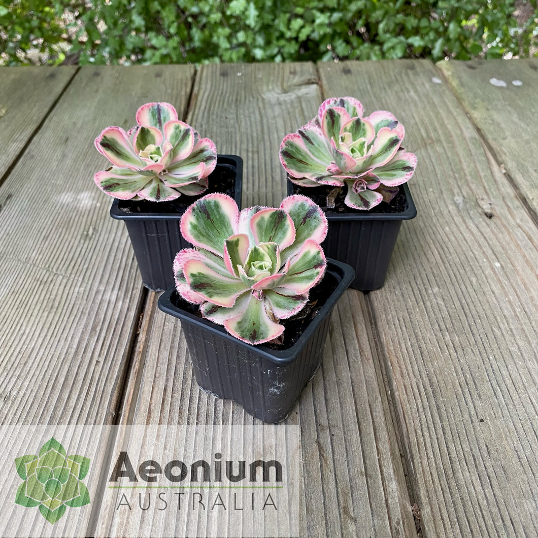 Aeonium 'Marnier Lapostolle' Variegated