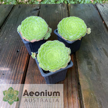 Load image into Gallery viewer, Aeonium tabuliforme &#39;Hime Meikyou&#39;
