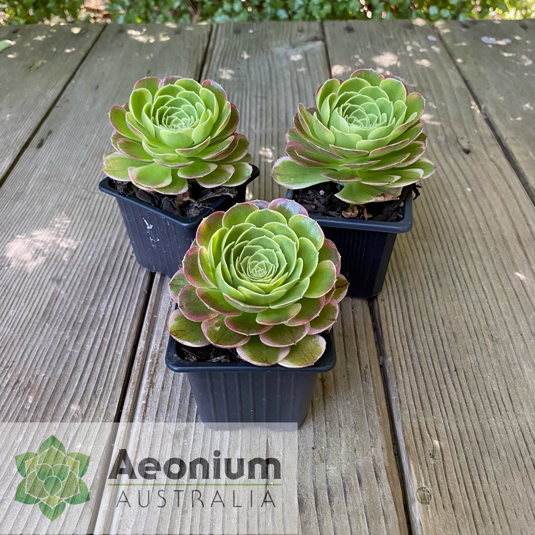 Aeonium 'Milky White'