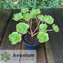 Load image into Gallery viewer, Aeonium &#39;Little Luna&#39;
