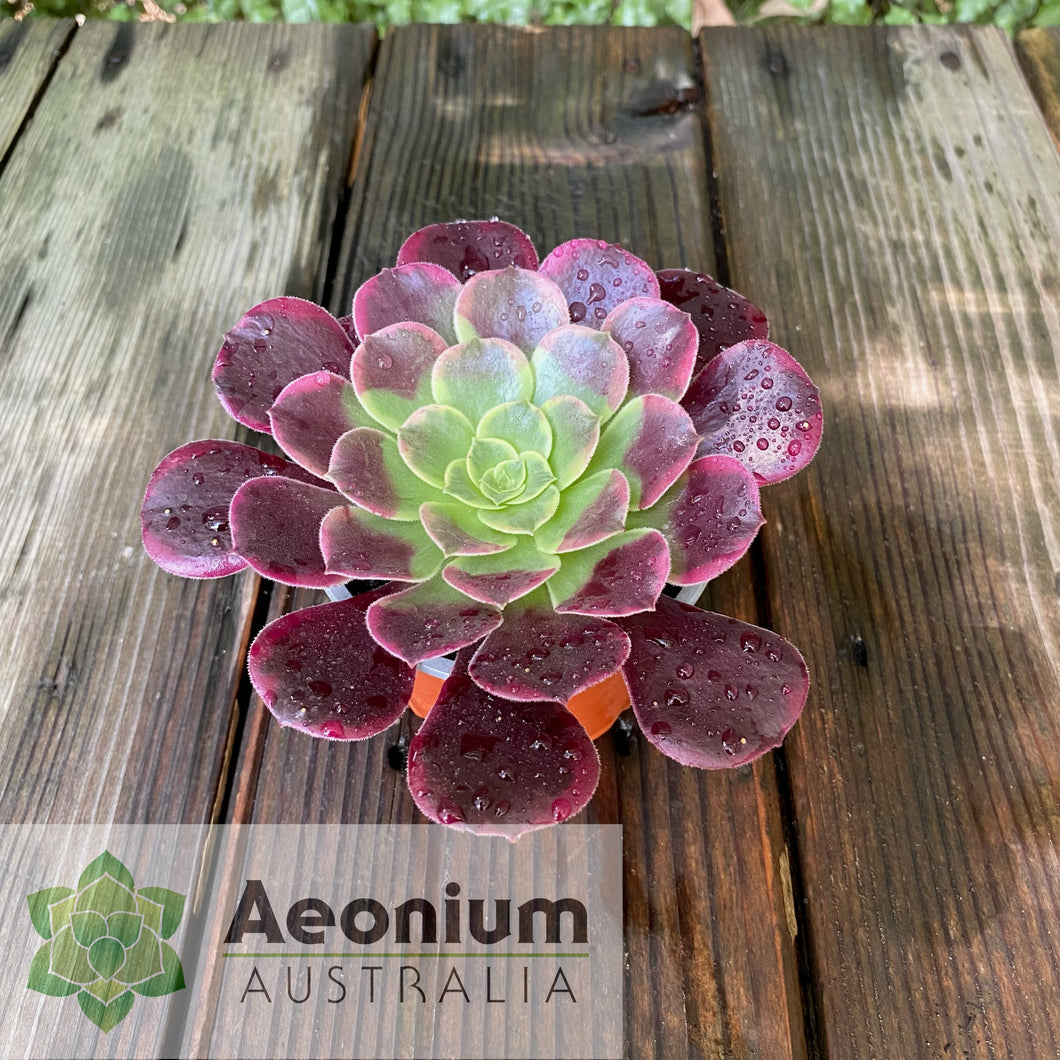 Aeonium 'Canary'