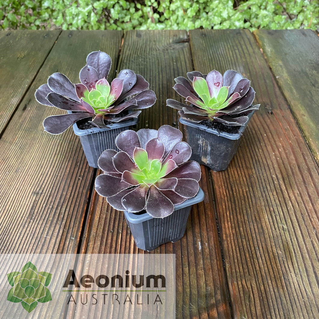 Aeonium 'Chocolate Rose'