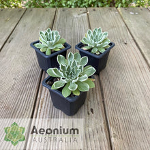 Load image into Gallery viewer, Aeonium &#39;Ballerina&#39;
