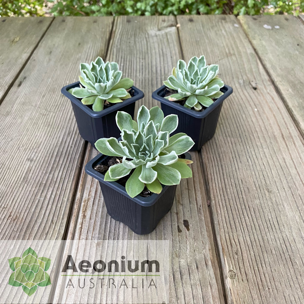 Aeonium 'Ballerina'