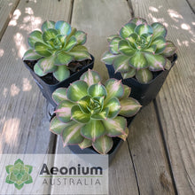 Load image into Gallery viewer, Aeonium &#39;Starburst&#39;
