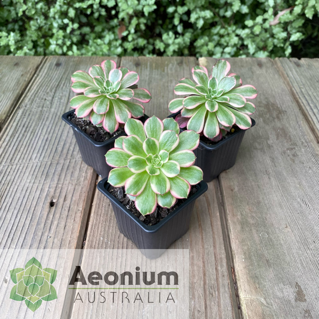 Aeonium 'Anna'