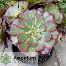 Load image into Gallery viewer, Aeonium &#39;Black King Kong&#39;
