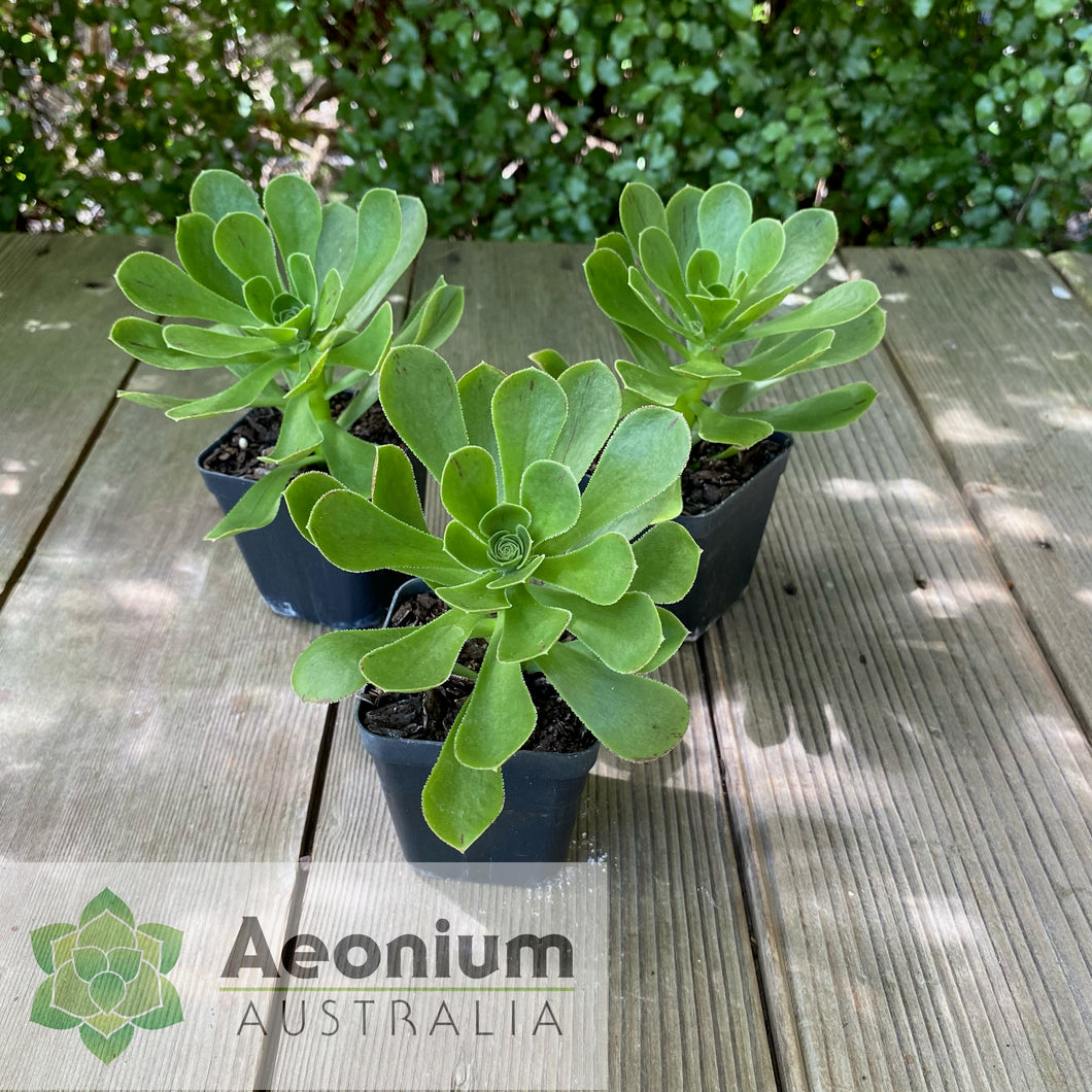 Aeonium x holospathulatum