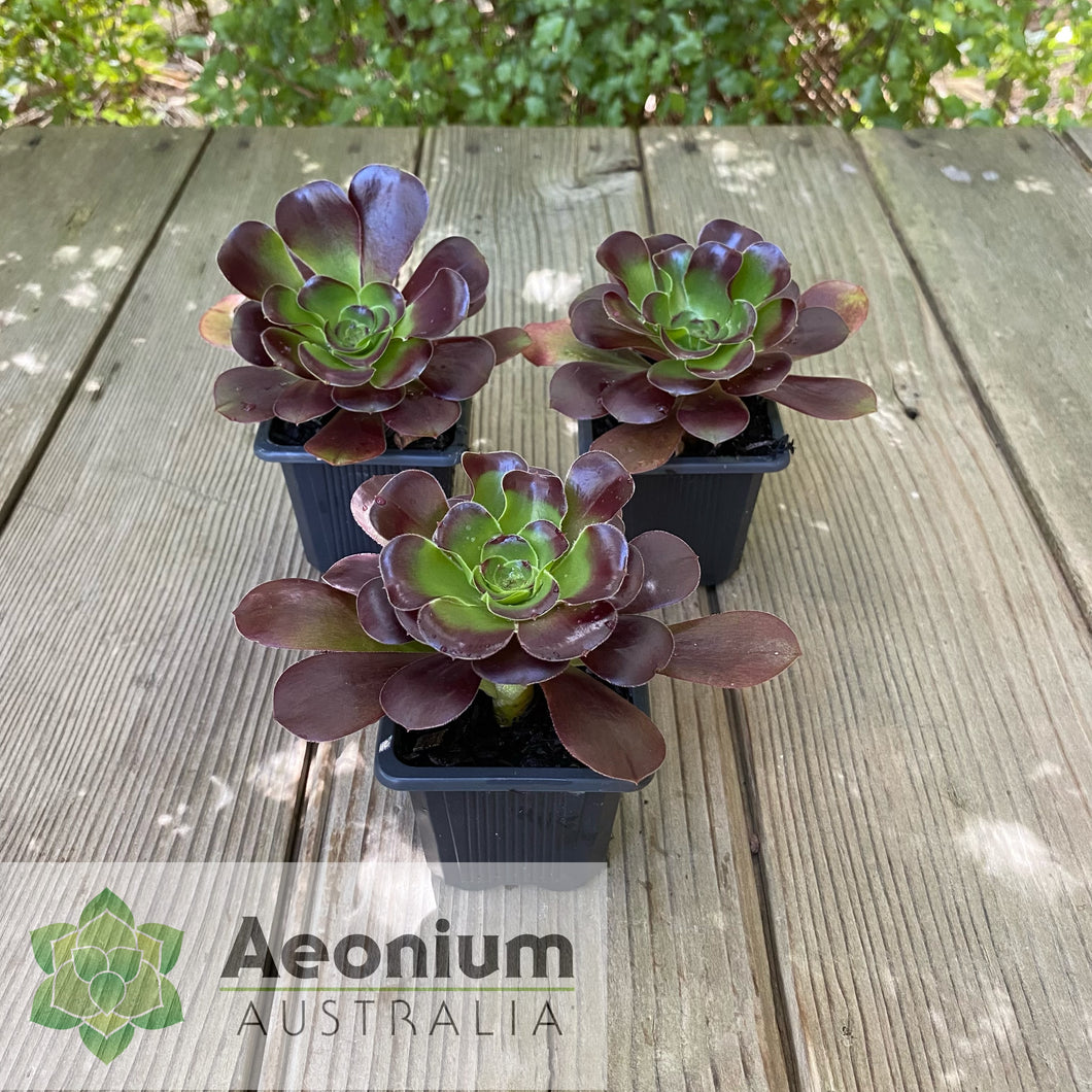 Aeonium 'Voodoo'