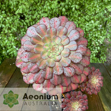 Load image into Gallery viewer, Aeonium &#39;Nebula&#39;
