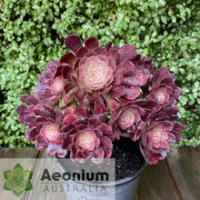 Load image into Gallery viewer, Aeonium &#39;Black King Kong&#39;
