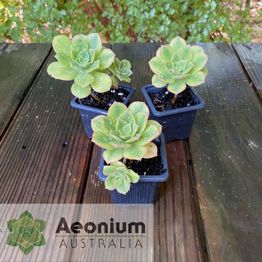 Aeonium 'Floresens'