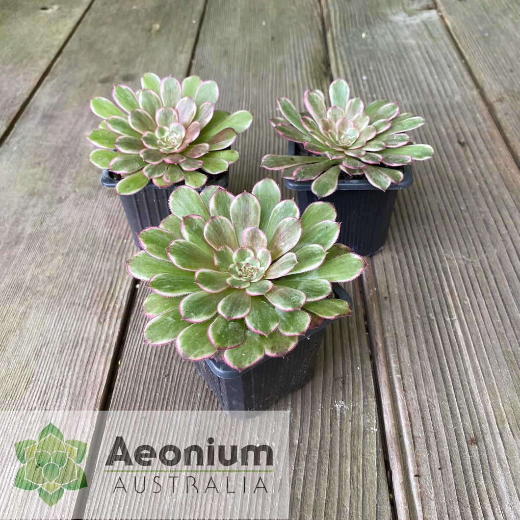 Aeonium 'Ink Painting'