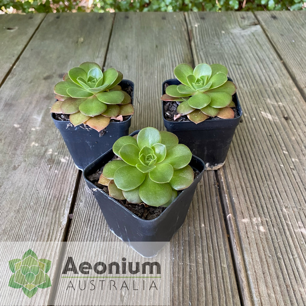 Aeonium 'Color Scheme'