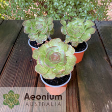 Load image into Gallery viewer, Aeonium arboreum aff. holochrysum (El Hierro)
